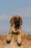 DOGUE ALLEMAND 299